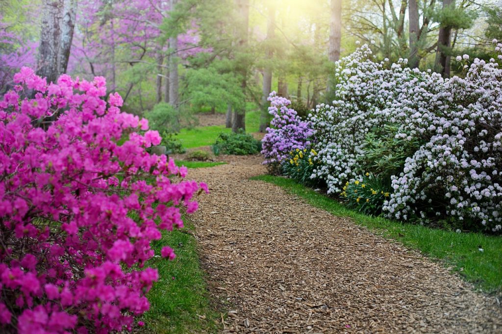 spring, rhododendrons, path
