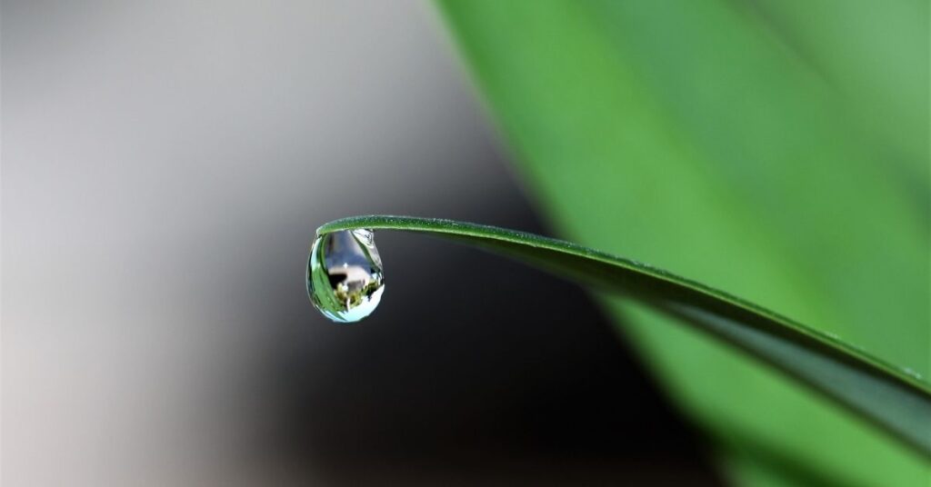 How to let go like a drop of water releasing the leaf's edge.
